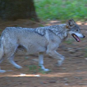 Mexican Wolf