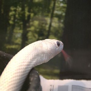 Leucistic Eastern Rat Snake