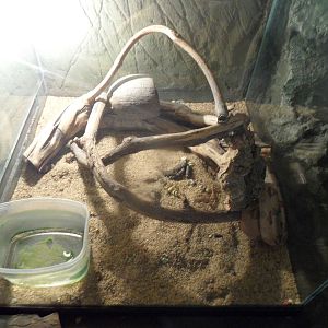 Small red-tailed boa terrarium