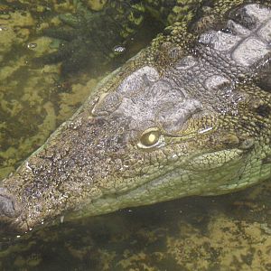 Nile croc in water