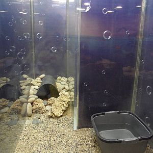 Red-tailed boa terrarium