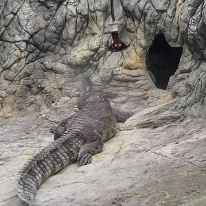 No warmth for croc anymore