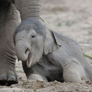 Asian elephant infant Nandita