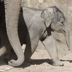 Asian elephant infant Nandita