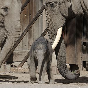 Asian elephant infant Nandita