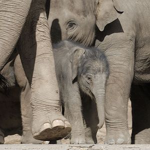 Asian elephant infant Nandita