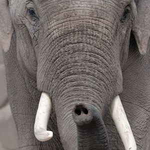 Asian elephant Aung Bo