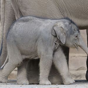 Asian elephant infant Nandita