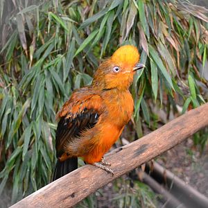 Male Cock of the Rock