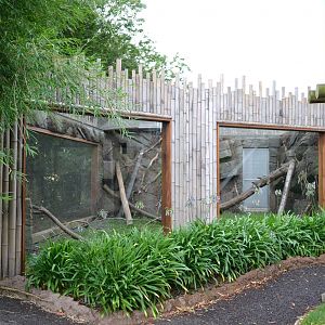 Old Clouded leopard enclosure/Yellow throated marten