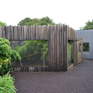 Old Oustens palm civet