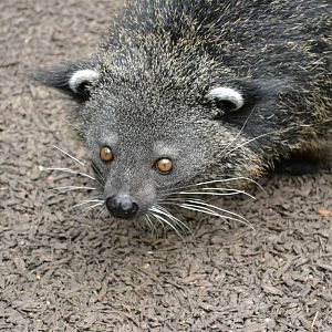 Binturong
