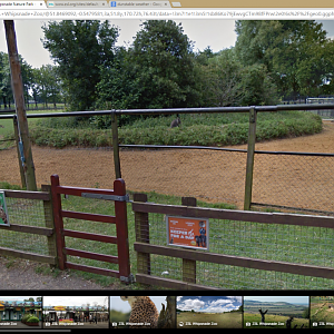 Wallaby in Giraffe enclosure