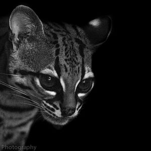 Margay