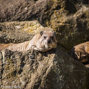 Rock Hyrax