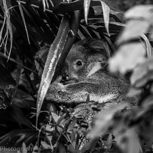 Queensland Koala