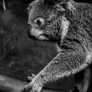Queensland Koala