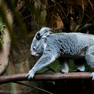 Queensland Koala