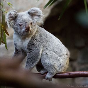 Queensland Koala
