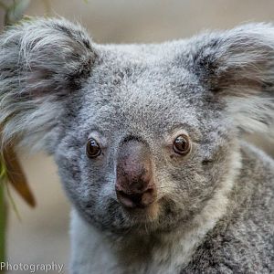 Queensland Koala