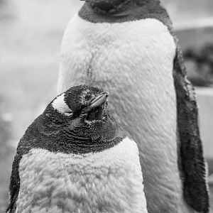 Gentoo Penguin?