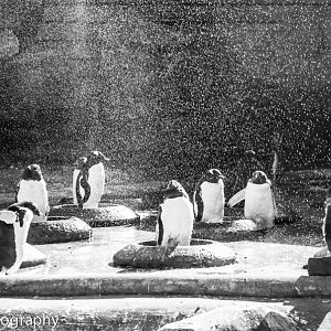 Penguins