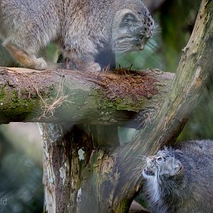 Pallas cat : Cotswold WP : 26 Mar 2015