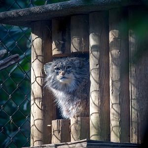 Pallas cat : Cotswold WP : 26 Mar 2015