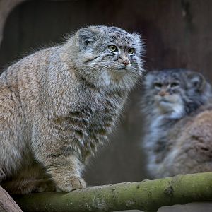 Pallas cat : Cotswold WP : 26 Mar 2015