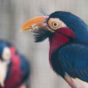 Bearded barbet : Cotswold WP : 12 Apr 2015