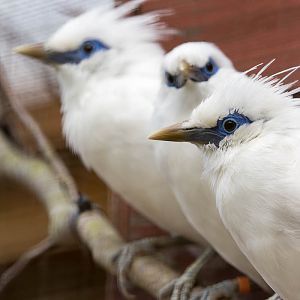 Bali myna : Cotswold WP : 12 Apr 2015