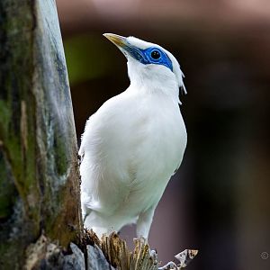 Bali myna : Cotswold WP : 12 Apr 2015