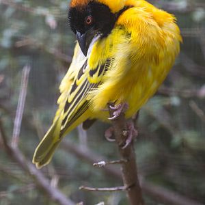 Village weaver : Cotswold WP : 12 Apr 2015