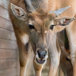 Common eland : Cotswold WP : 12 Apr 2015