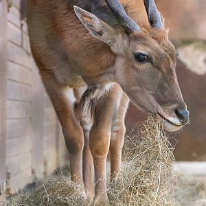 Common eland : Cotswold WP : 12 Apr 2015