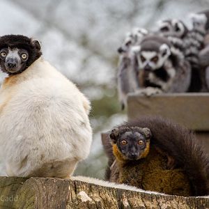 Crowned sifaka; collared brown lemur; ring-tailed lemur : Cotswold WP : 12