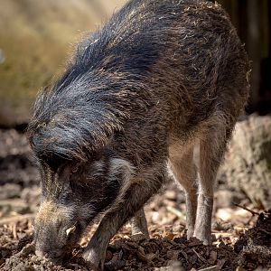 Visayan warty pig : Cotswold WP : 12 Apr 2015