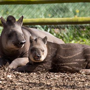 South American tapir : Cotswold WP : 12 Apr 2015