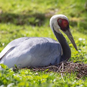 White-naped crane : Cotswold WP : 12 Apr 2015