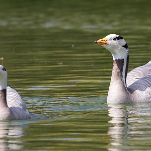 Bar-headed goose : Cotswold WP : 12 Apr 2015