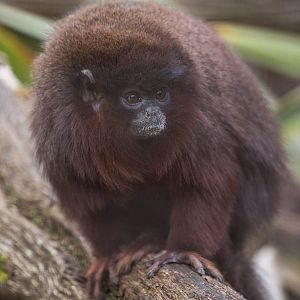 Red titi monkey : Cotswold WP : 12 Apr 2015