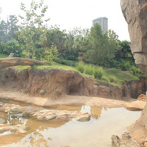 Gorilla/Red River Hog exhibit