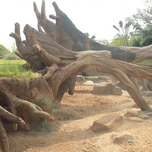 Gorilla/Red River Hog exhibit