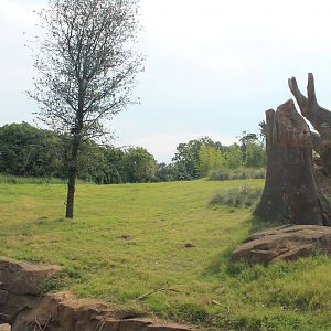 Gorilla/Red River Hog exhibit