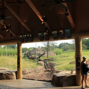 Gorilla/Red River Hog exhibit