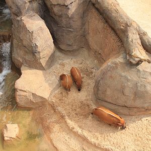 Gorilla/Red River Hog exhibit