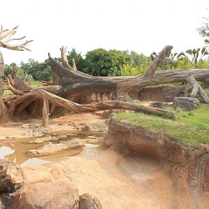 Gorilla/Red River Hog exhibit