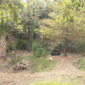 Gorilla/Red River Hog exhibit