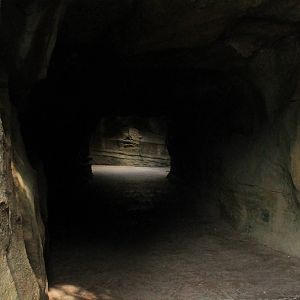 African Forest tunnel