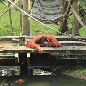 Bornean Orang